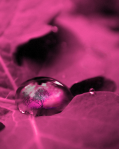 Bild-Nr: 10131452 Trees in a drop (pink) Erstellt von: yammay