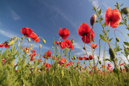 Bild-Nr: 10131634 Mohnblüten Erstellt von: FotoDeHRO