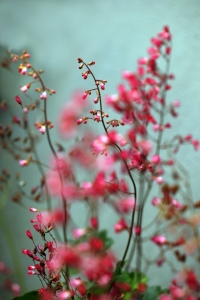 Bild-Nr: 10132196 Purpurglöckchen (Heuchera sanguinea) Erstellt von: Renate Knapp