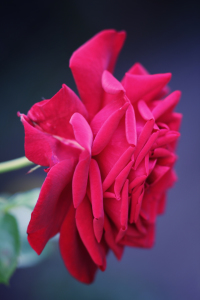 Bild-Nr: 10133102 The Red Rose Erstellt von: FotoDeHRO