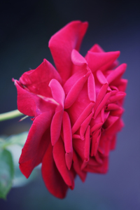 Bild-Nr: 10133102 The Red Rose Erstellt von: FotoDeHRO