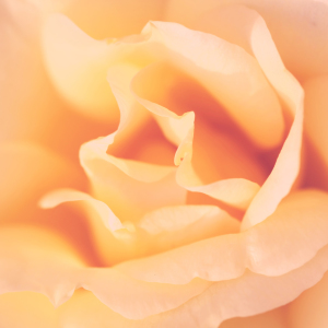 Bild-Nr: 10133118 Parfum de Rose Erstellt von: FotoDeHRO
