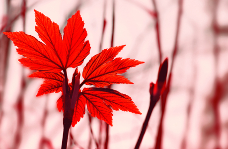 Bild-Nr: 10133148 Rotes Blatt Erstellt von: Atteloi