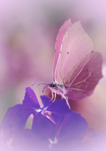 Bild-Nr: 10133304 Butterfly Erstellt von: Atteloi