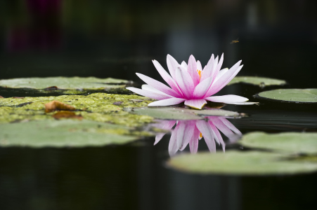 Bild-Nr: 10133452 Seerose in dunkel Erstellt von: danielschoenen