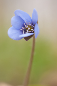 Bild-Nr: 10133698 Einsames Blümchen Erstellt von: phloto