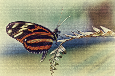 Bild-Nr: 10133756 Orange Butterfly  Erstellt von: wame