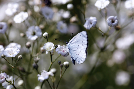 Bild-Nr: 10135916 Faulbaumbläuling, Celastrina argiolus,  Erstellt von: Renate Knapp