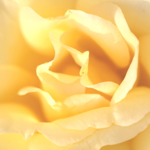 Bild-Nr: 10136022 Parts of a Rose Erstellt von: FotoDeHRO
