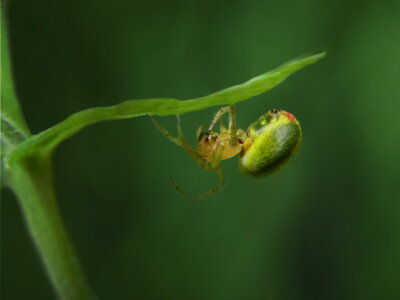 Bild-Nr: 10136902 Kürbisspinne (Araniella cucurbitina)  Erstellt von: Heike  Hultsch