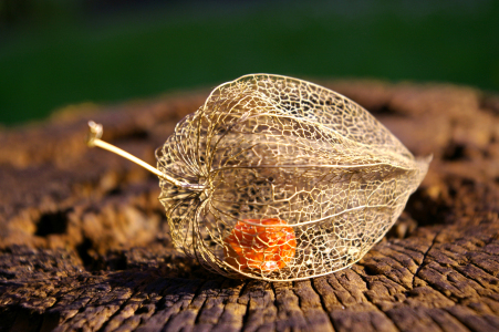 Bild-Nr: 10137628 Physalis Erstellt von: LudmilaF