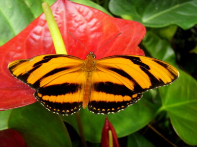 Bild-Nr: 10141530 Schmetterling III Erstellt von: Heike Hultsch