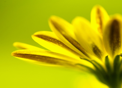 Bild-Nr: 10141922 Sunflower Erstellt von: Renate Knapp