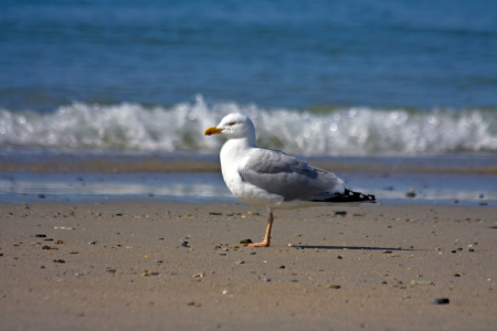 Bild-Nr: 10148072 Strandschöne Erstellt von: Stephanie Stephanie Dannecker