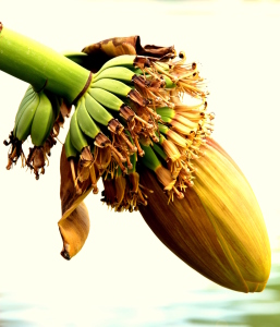Bild-Nr: 10151116 * Banana * Erstellt von: GUGIGEI