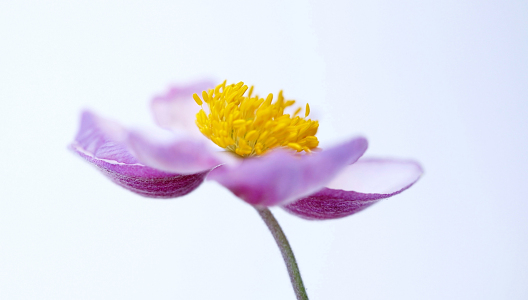 Bild-Nr: 10152846 Anemone Erstellt von: Renate Knapp