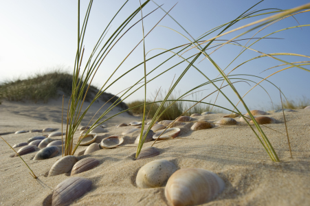 Bild-Nr: 10153854 neulich am Strand Erstellt von: danielschoenen