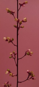 Bild-Nr: 10154389 Mini-Blütchen vor rosa 1. Erstellt von: CAPRICORNVS-DESIGN