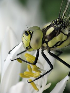 Bild-Nr: 10154707 B L U M E N F R E U N D Erstellt von: Birgit Presser