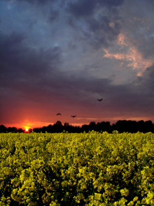 Bild-Nr: 10155247 Abendrot am Rapsfeld Erstellt von: yammay