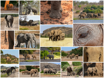Bild-Nr: 10156049 Elefantenallerlei Erstellt von: Annamaria