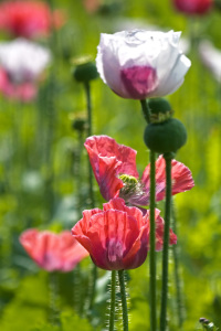 Bild-Nr: 10156726 Mohnblüte Erstellt von: Stephanie Stephanie Dannecker