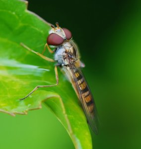 Bild-Nr: 10162545 Aufwärts Erstellt von: Insektor