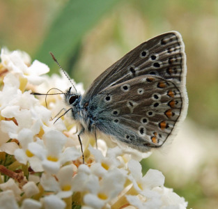 Bild-Nr: 10166491 Schmetterling Erstellt von: wodan7