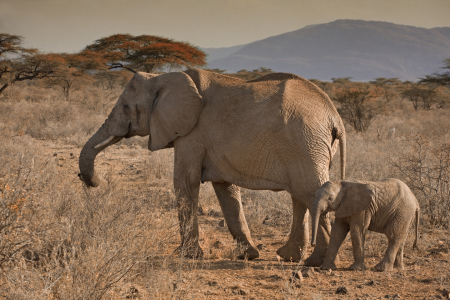 Bild-Nr: 10168133 Elephants Crossing Erstellt von: Thomas Herzog