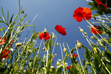 Bild-Nr: 10170353 poppy Erstellt von: fotoping