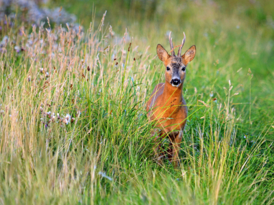 Bild-Nr: 10172279 Gehe langsam zur Ruhe Erstellt von: Ostfriese