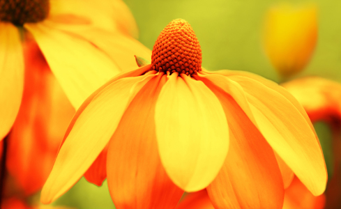 Bild-Nr: 10175081 Sommerblumen Erstellt von: Atteloi