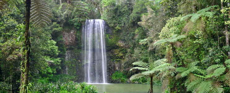 Bild-Nr: 10175197 Millaa Millaa Waterfall Erstellt von: MSPictures