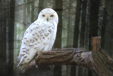 Bild-Nr: 10175283 Schnee-Eule (Bubo scandiacus, Nyctea scandiaca) - hellere version Erstellt von: WildlifePhotography