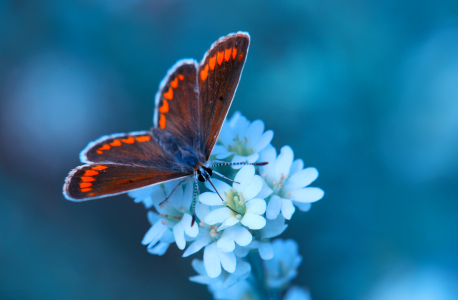 Bild-Nr: 10177003 Butterfly Erstellt von: Atteloi