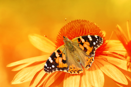 Bild-Nr: 10179303 Butterfly Erstellt von: Atteloi