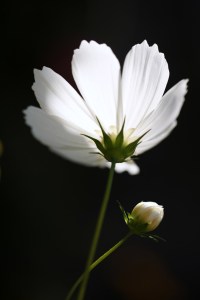 Bild-Nr: 10190309 Cosmos bipinnatus, Schmuckkörbchen Erstellt von: Renate Knapp