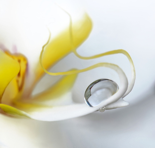 Bild-Nr: 10190483 Orchidee Erstellt von: Atteloi