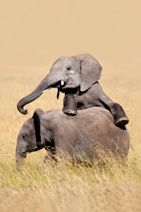 Bild-Nr: 10197133 Wir zwei Erstellt von: Safarifotografie