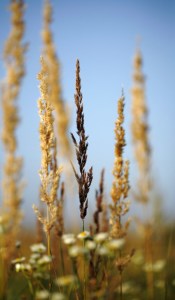 Bild-Nr: 10197229 Wilde Natur Erstellt von: Renate Knapp