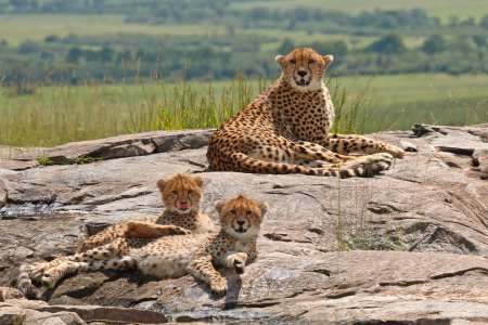 Bild-Nr: 10197619 Geparden-Familie Erstellt von: Safarifotografie
