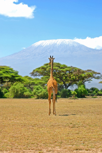 Bild-Nr: 10202027 Giraffe vor Kilimanjaro Erstellt von: Safarifotografie