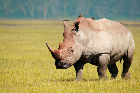 Bild-Nr: 10203397 Rhino Erstellt von: Safarifotografie