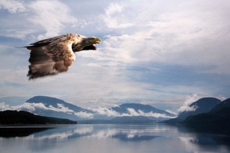 Bild-Nr: 10203407 Adler im Anflug Erstellt von: Gerhard Albicker