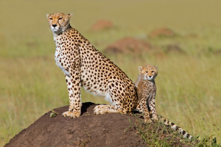 Bild-Nr: 10203997 Gepardin mit Kind Erstellt von: Safarifotografie