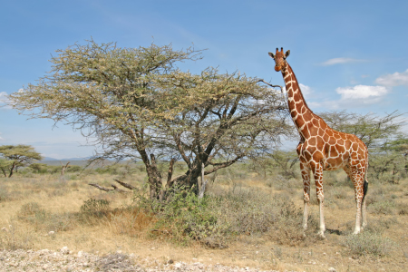 Bild-Nr: 10204017 Rotschild Giraffe im Samburu Reservat Erstellt von: Safarifotografie