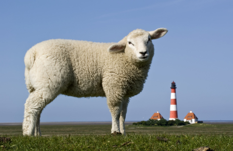 Bild-Nr: 10204691 Lamm vorm Westerhever Leuchturm Erstellt von: Annette Sturm