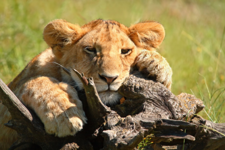 Bild-Nr: 10206123 Das Fotomodel - 1 Erstellt von: Safarifotografie