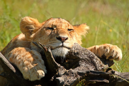 Bild-Nr: 10206129 Das Fotomodel - 2 Erstellt von: Safarifotografie