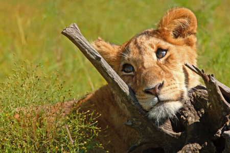 Bild-Nr: 10206915 Das Fotomodel - 4 Erstellt von: Safarifotografie